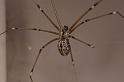 Smeringopus_pallidus_D7056_Z_90_Camping at Hopi hollow_Australie